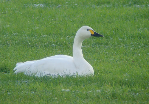 Bewick's swan by Will Soar