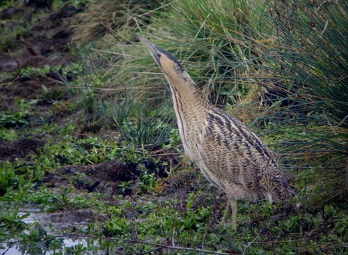 Bittern by Will Soar