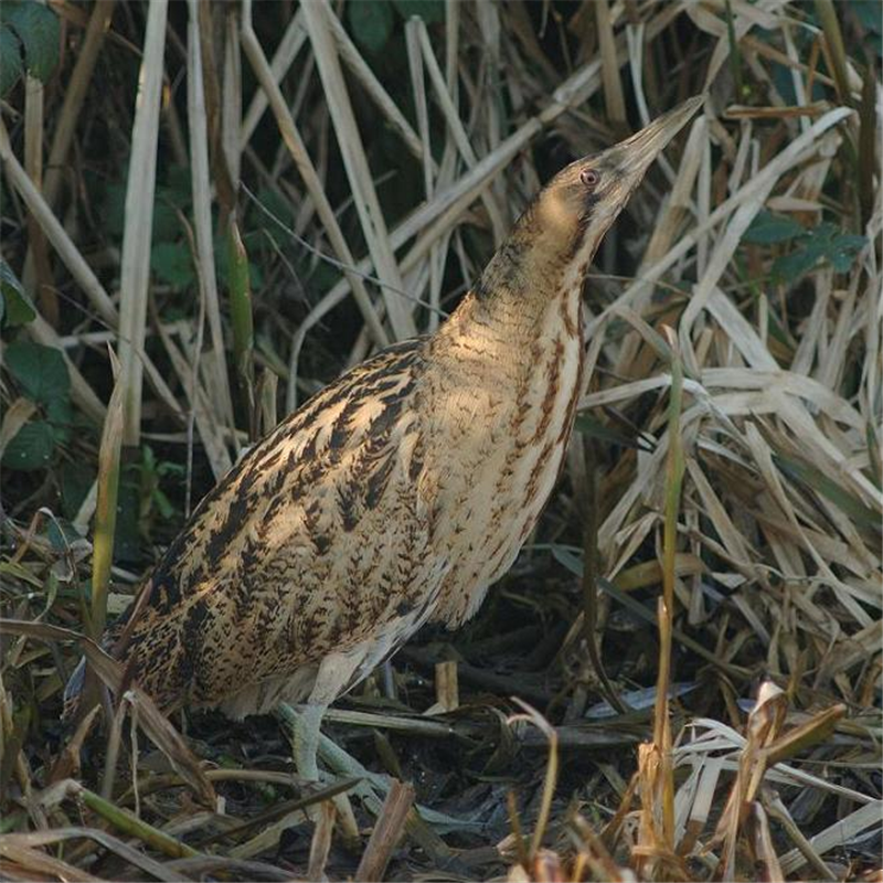 Bittern by Julian Bhalerao