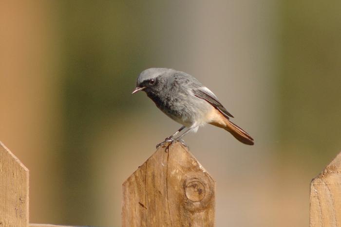 Black Redstart by Julian Bhalerao