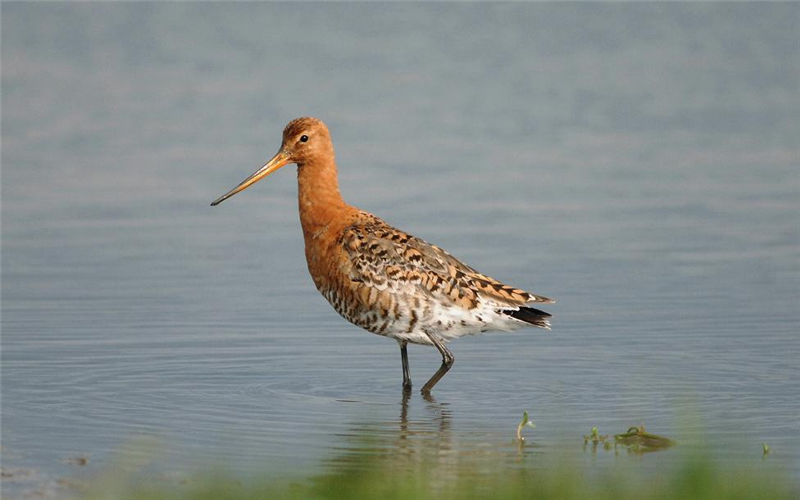 Black-tailed Godwit at Cley by Julian Bhalerao