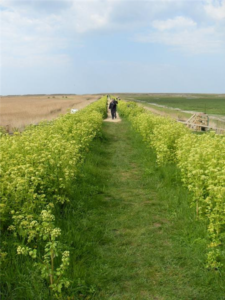 Cley - East bank