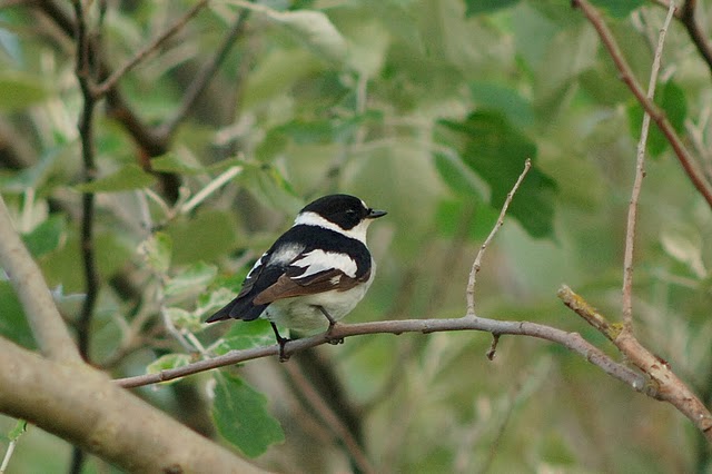 Collared Flycatcher by Julian Bhalerao