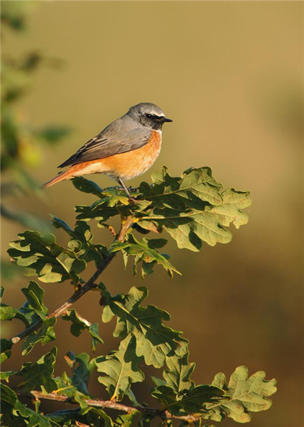 Common Redstart at Winterton dunes by Julian Bhalerao