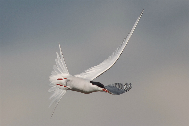 Common Tern by Julian Bhalerao