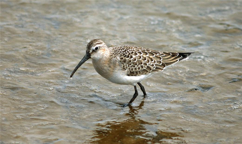 Curlew Sandpiper at Cley by Julian Bhalerao