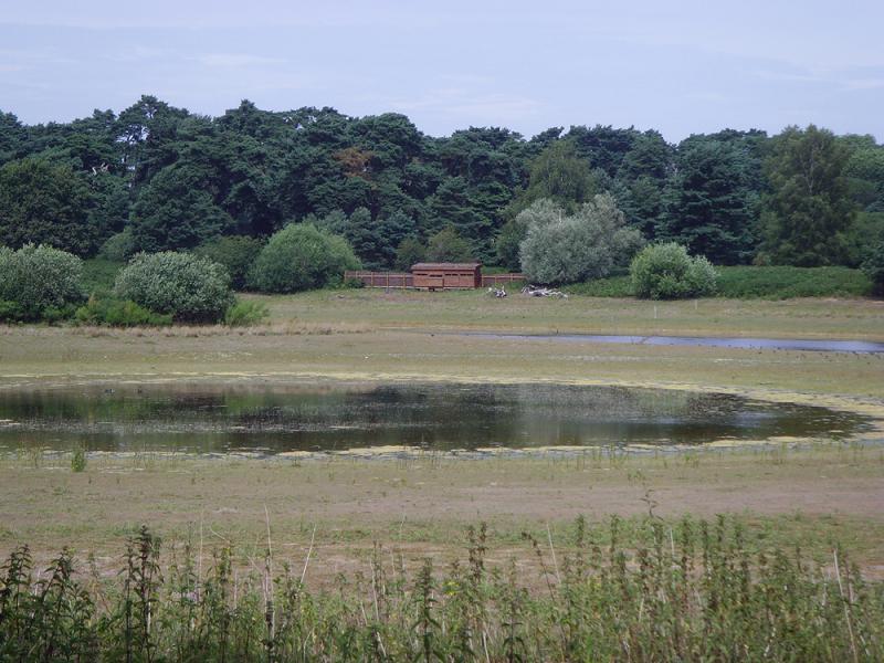 Langmere on East Wretham heath