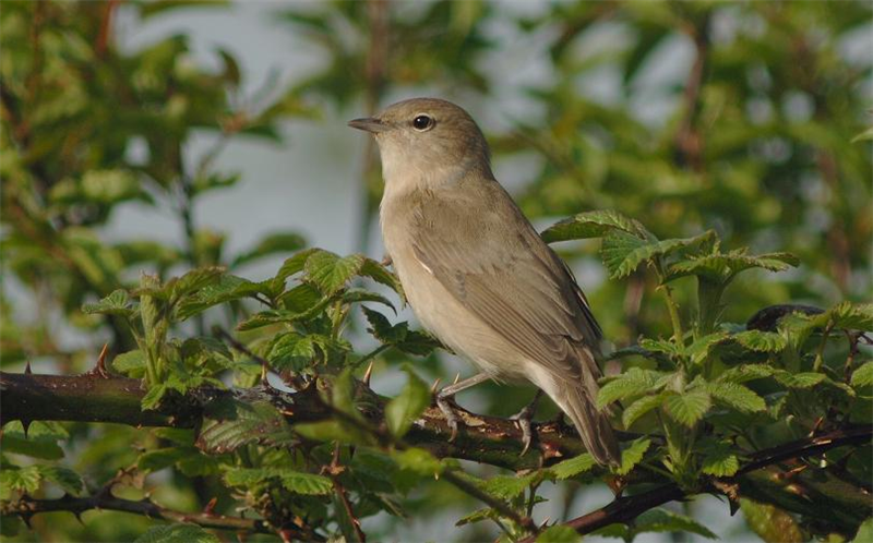 Garden Warbler on Kelling heath by Julian Bhalerao