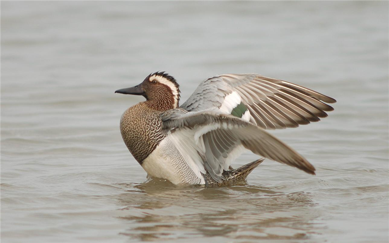 Garganey at Cley by Julian Bhalerao