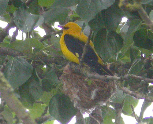 Golden Oriole by Will Soar