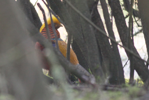 Golden Pheasant by Will Soar