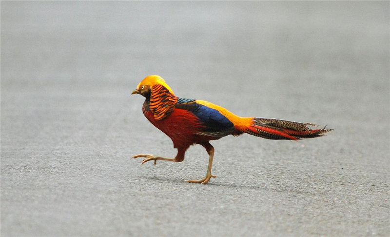 Golden Pheasant by Julian Bhalerao