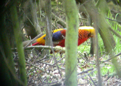 Golden Pheasant by Will Soar