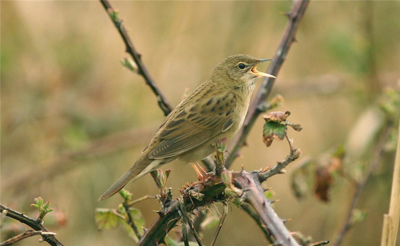 Grasshopper Warbler at snettisham CP by Julian Bhalerao