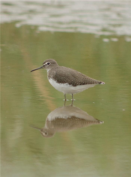 Green Sandpiper at Stiffkey fen by Julian Bhalerao