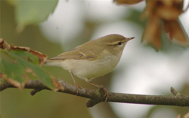 Greenish Warbler in the plantation by Julian Bhalerao