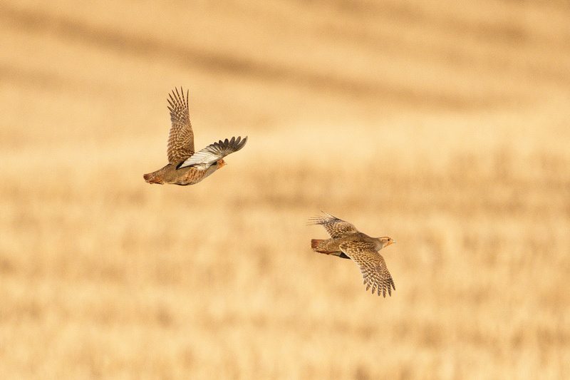 Grey Partridge at Flitcham by Paul Rowe