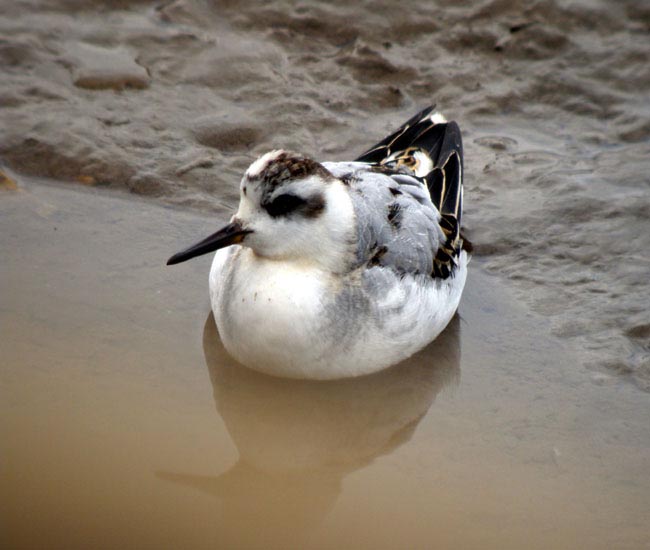 Grey Phalarope at Thornham marshes by Robin abel