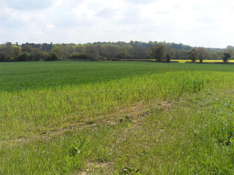 Great Ryburgh raptor watchpoint