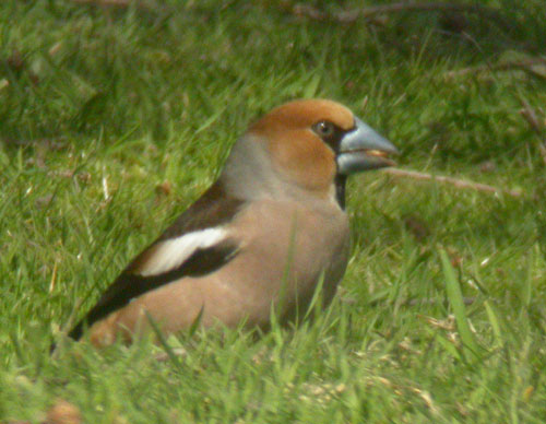 Hawfinch by Will Soar