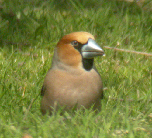 Hawfinch by Will Soar