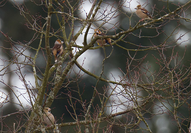 Hawfinches by Steve Gantlett