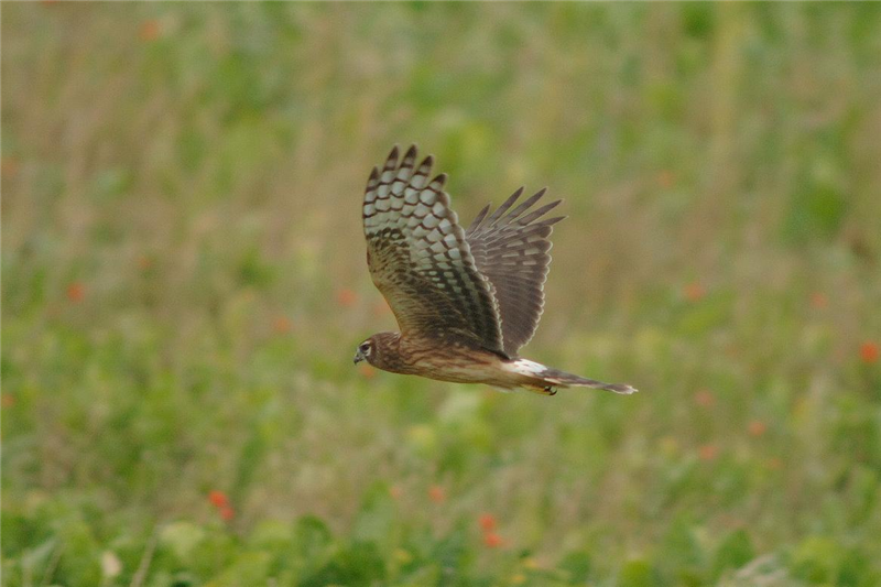 Hen Harrier over Stiffkey marshes by Julian Bhalerao