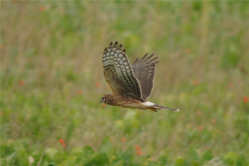 Hen Harrier at warham greens by Julian Bhalerao