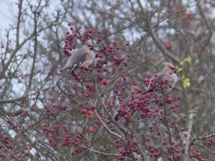 Waxwings at Hickling Stubb mill