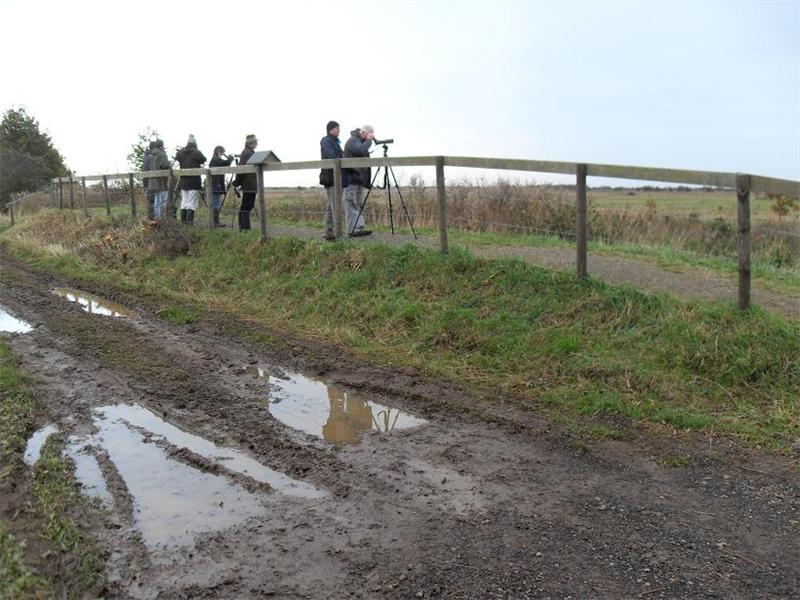 Hickling stubb mill raptor view point