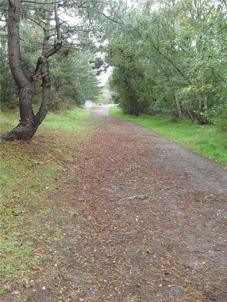 Holkham woodland track
