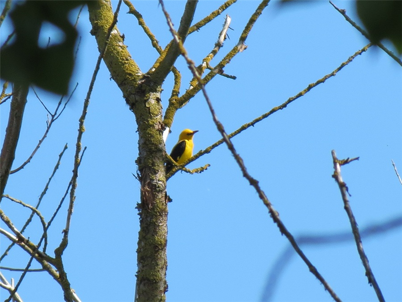 Golden Oriole