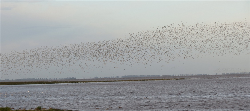 Waders over the wash at Snettisham