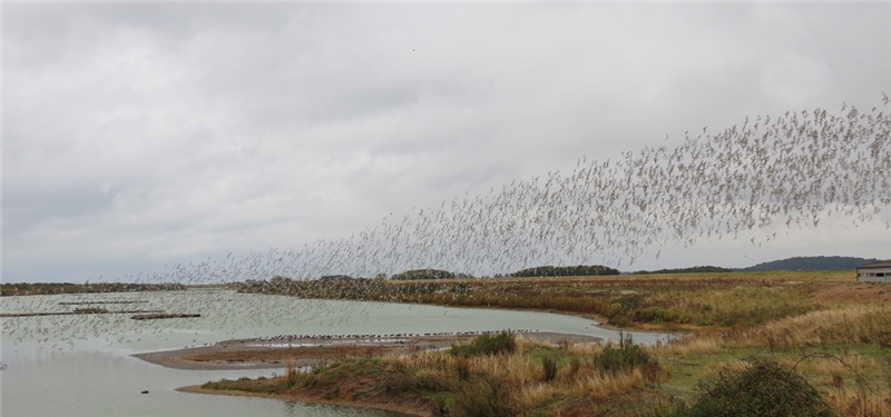 Waders at Snettisham