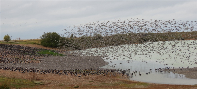 Waders at Snettisham