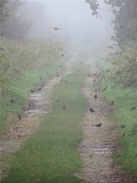 An autumn fall of Blackbirds along bones drift