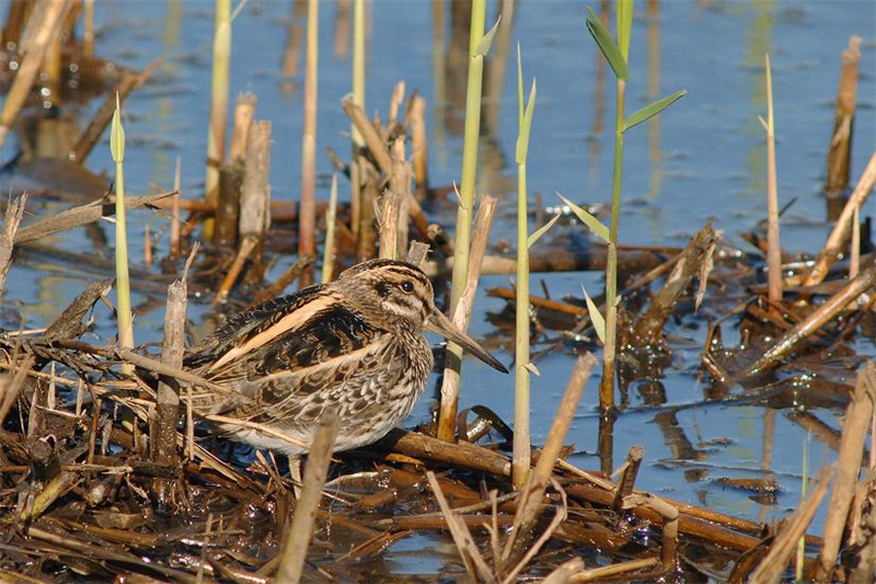 Jack Snipe at Titchwell by Julian Bhalerao