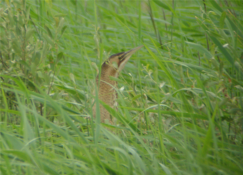 Lakenheath Bittern