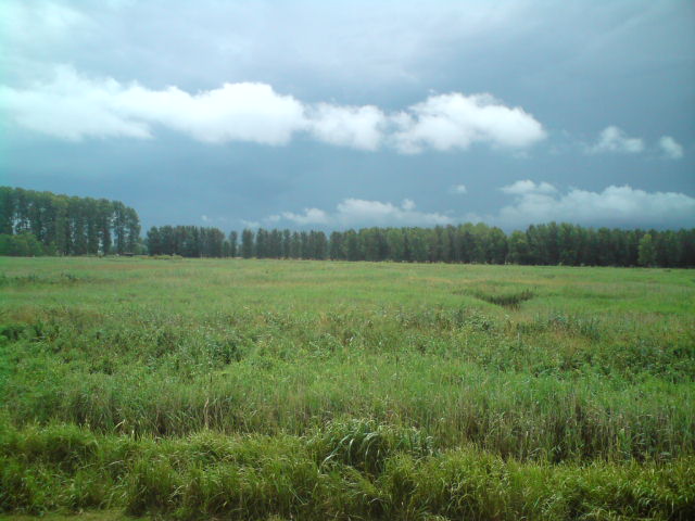 Lakenheath fen