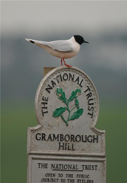 Little Gull by Julian Bhalerao