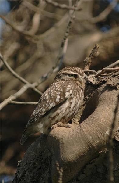 Little Owl by Julian Bhalerao