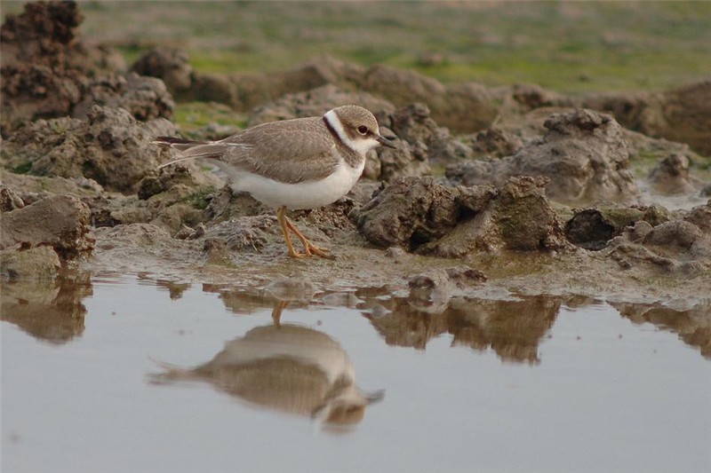 Little Ringed Plover at Stiffkey fen by Julian Bhalerao