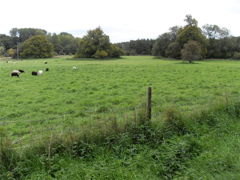 Lynford arboretum paddock