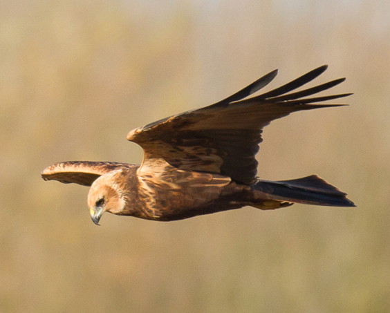 Marsh Harrier taken at Surlingham by Clive Keable
