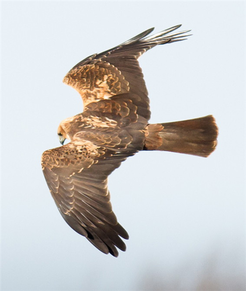 Marsh Harrier taken at Surlingham by Clive Keable