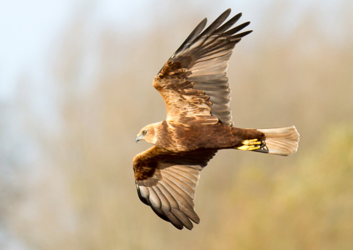 Marsh Harrier taken at Surlingham by Clive Keable
