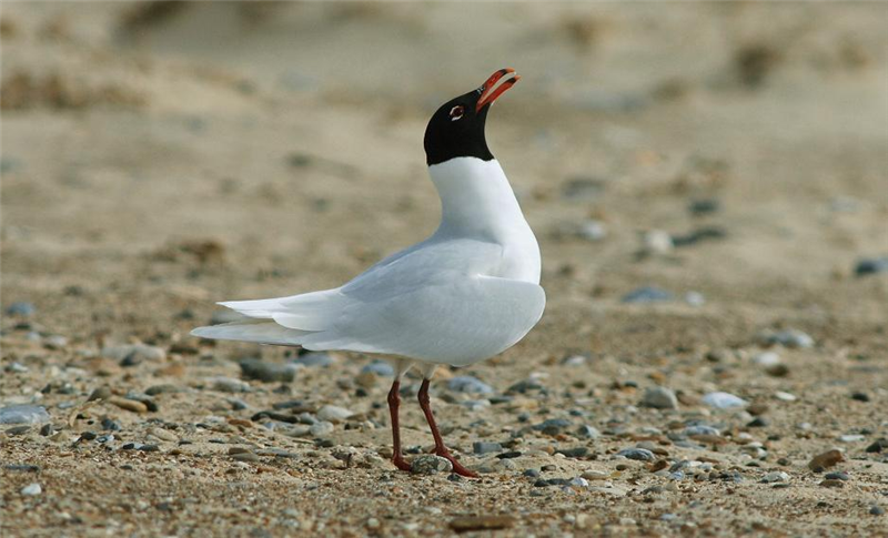 Mediterranean Gull by Julian Bhalerao