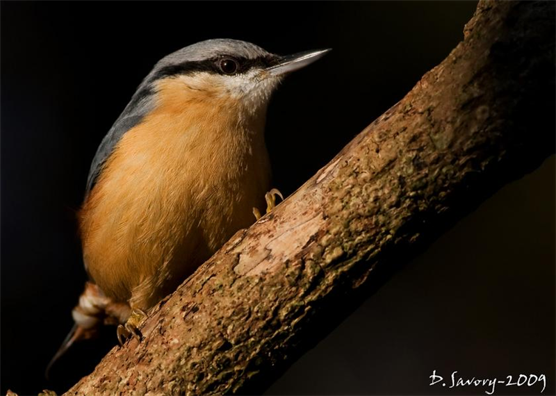 Nuthatch by David Savory www.fenland-photography.co.uk