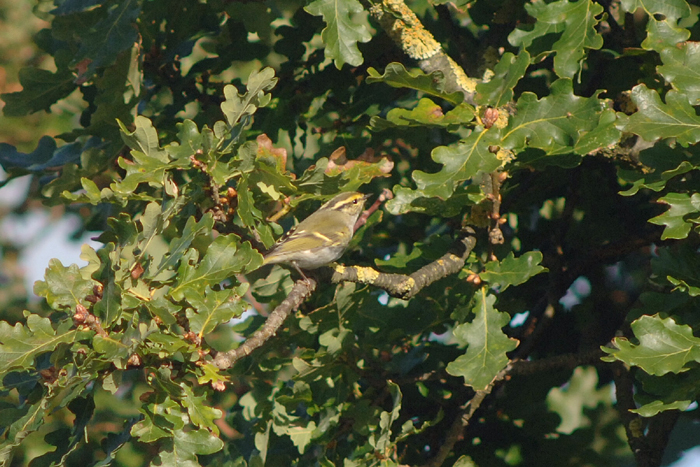 Pallas's Warbler by Julian Bhalerao