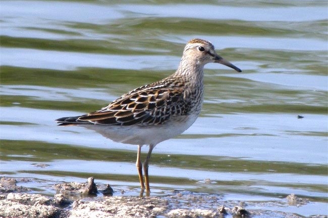 Pectoral Sandpiper at Cantley by Robin Abel